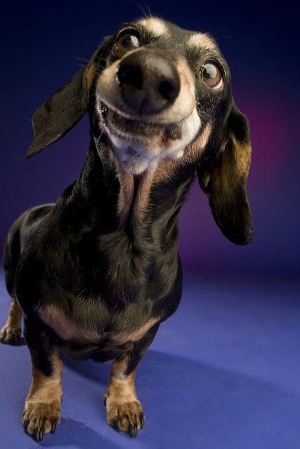 MugMama Pet Portrait